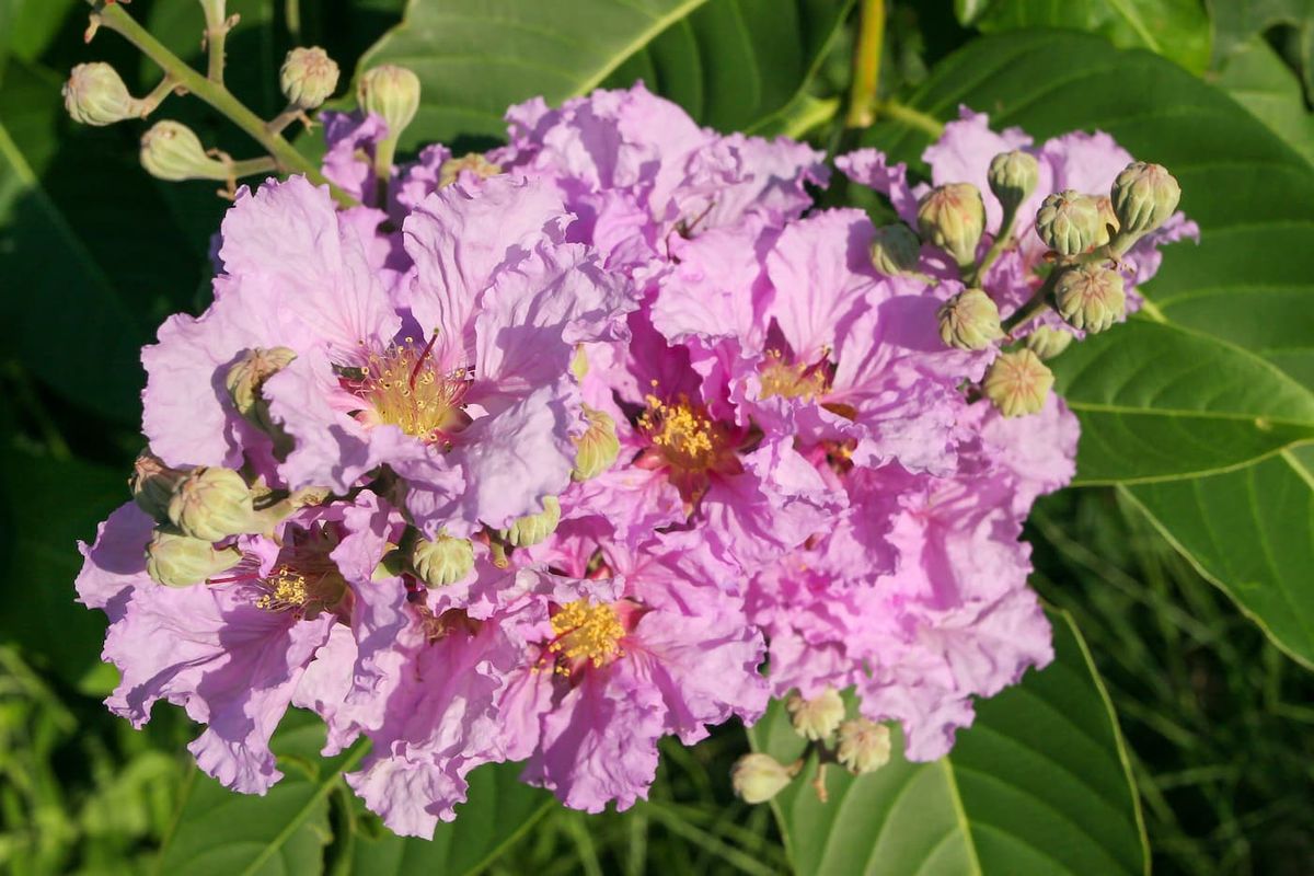 Lagerstroemia indica "Pink Grand Sud" Maceta de 3 litros. Altura de la planta 40 cm