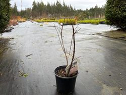 Lagerstroemia indica "Pink Grand Sud"