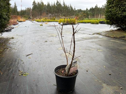 Lagerstroemia indica "Pink Grand Sud"
