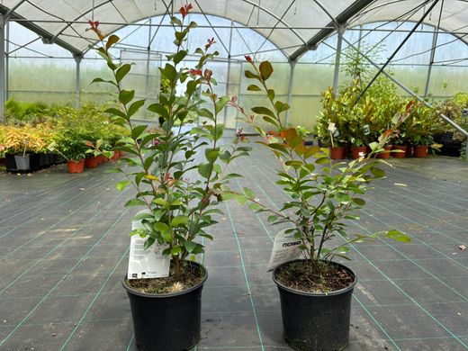 Lagerstroemia indica Red Imperator