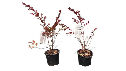 Lagerstroemia indica Red Imperator