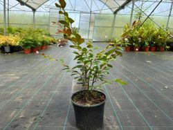 Lagerstroemia indica Red Imperator
