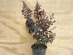 Lagerstroemia indica "Rhapsody in Pink"