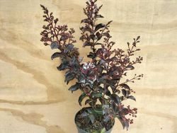 Lagerstroemia indica "Rhapsody in Pink"