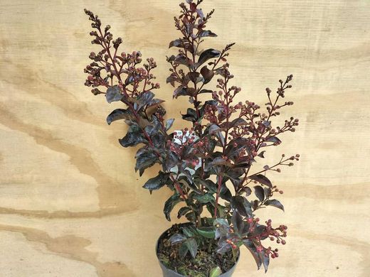 Lagerstroemia indica "Rhapsody in Pink"
