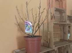 Lagerstroemia indica Rosea nova