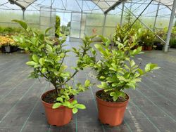 Lagerstroemia indica Rosea nova