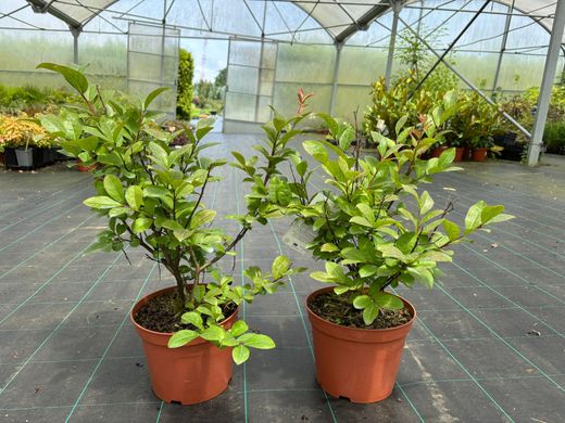 Lagerstroemia indica Rosea nova