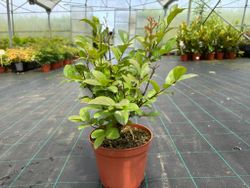 Lagerstroemia indica Rosea nova