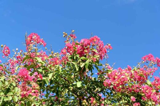 Lagerstroemia indica nana petit red , Arbol de Júpiter enano rojo