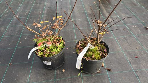 Lagerstroemia indica nana petit red , Arbol de Júpiter enano rojo