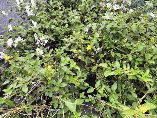 lantana montevidensis