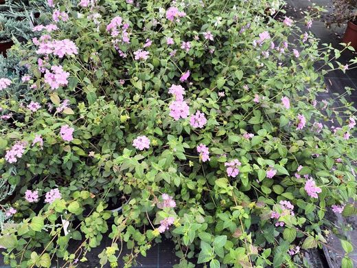 lantana montevidensis