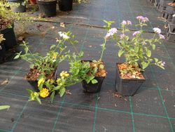 lantana montevidensis