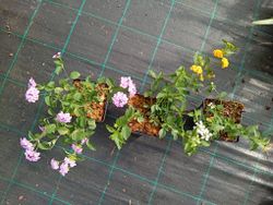 lantana montevidensis
