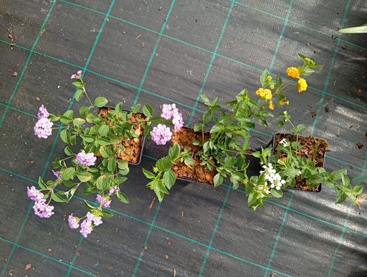 lantana montevidensis