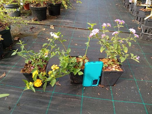 lantana montevidensis