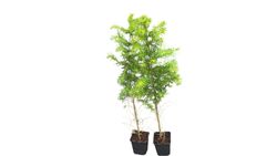 Larix decidua – Mélèze d’Europe