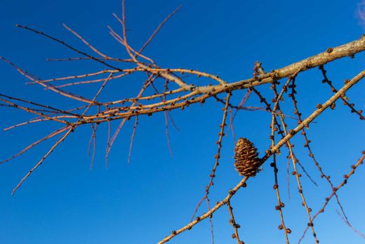 Larix decidua – Mélèze d’Europe