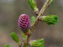 Larix decidua – Mélèze d’Europe