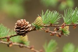 Larix decidua – Mélèze d’Europe