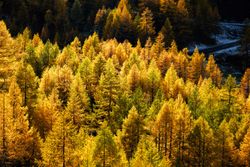 Larix decidua – Mélèze d’Europe