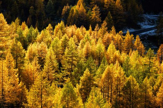 Larix decidua – Mélèze d’Europe