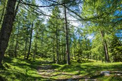 Larix decidua – Mélèze d’Europe