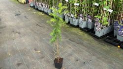 Larix decidua – Mélèze d’Europe