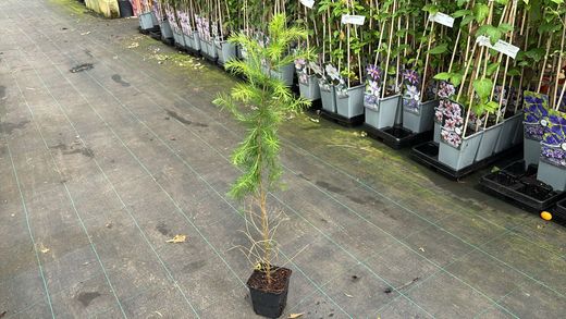 Larix decidua – Mélèze d’Europe