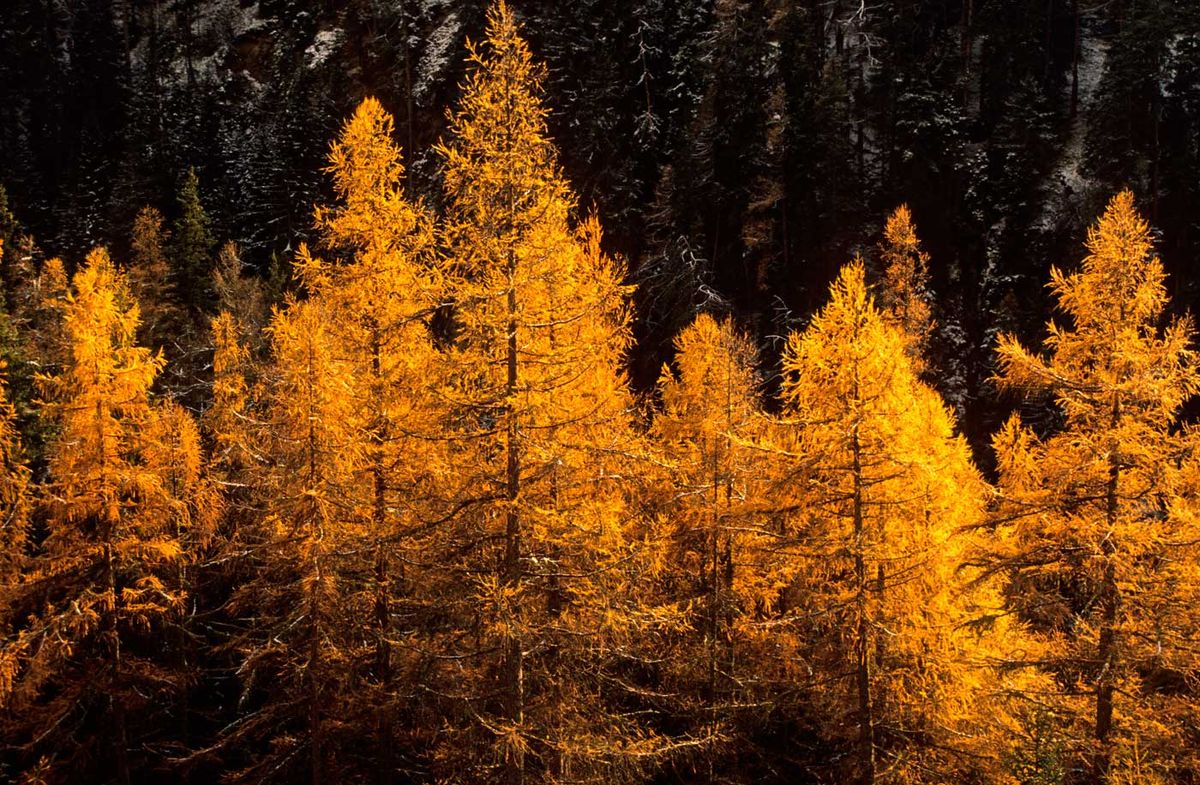 Larix decidua - alerce europeo Maceta de 9*9*9 cm. Altura de la planta 30 cm