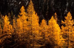 Larix decidua – Mélèze d’Europe