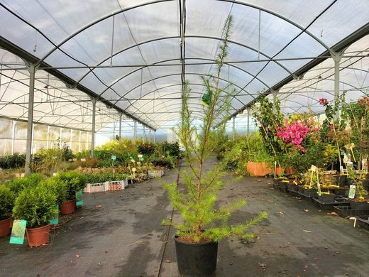 Larix kaempferi, lariço do Japão