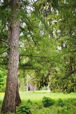 Larix kaempferi, lariço do Japão