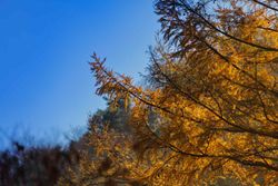 Larix kaempferi, lariço do Japão