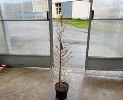 Larix kaempferi, lariço do Japão