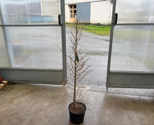 Larix kaempferi, lariço do Japão