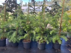 Larix kaempferi, lariço do Japão