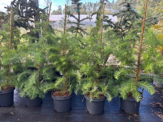 Larix kaempferi, lariço do Japão