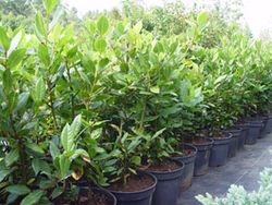 Louro comestível, Laurus nobilis.