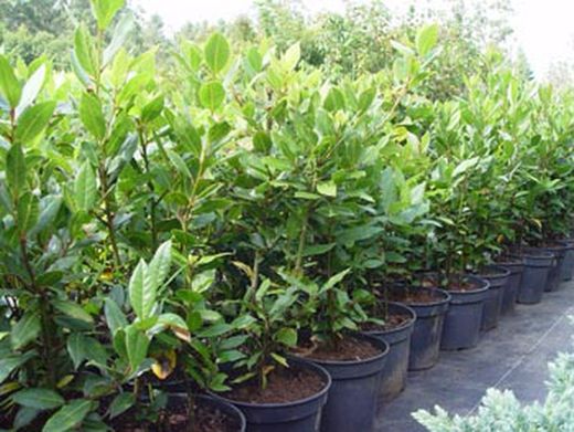 Louro comestível, Laurus nobilis.