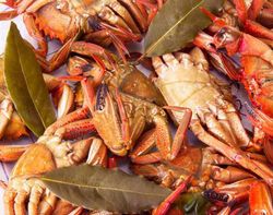 Louro comestível, Laurus nobilis.