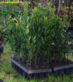 Laurel comestible, Laurus nobilis en alveolo forestal