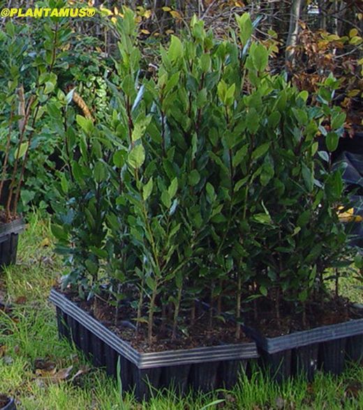 Laurel comestible, Laurus nobilis en alveolo forestal