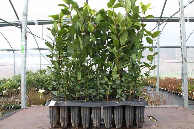 Excepcional para justificar Gigante Laurel comestible, Laurus nobilis en alveolo forestal — Plantamus Vivero  online
