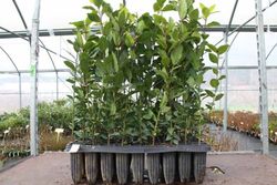 Laurel comestible, Laurus nobilis en alveolo forestal