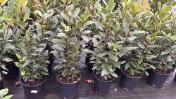 Louro comestível, Laurus nobilis.