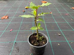 Louro comestível, Laurus nobilis.