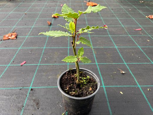 Louro comestível, Laurus nobilis.