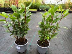 Louro comestível, Laurus nobilis.